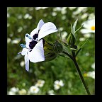 gilia tricolor